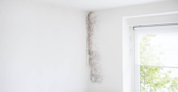Best Mold-Related Health Consultation  in Sunbury, PA