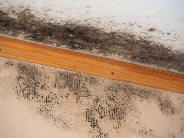 Sunbury, PA Mold Removal Company