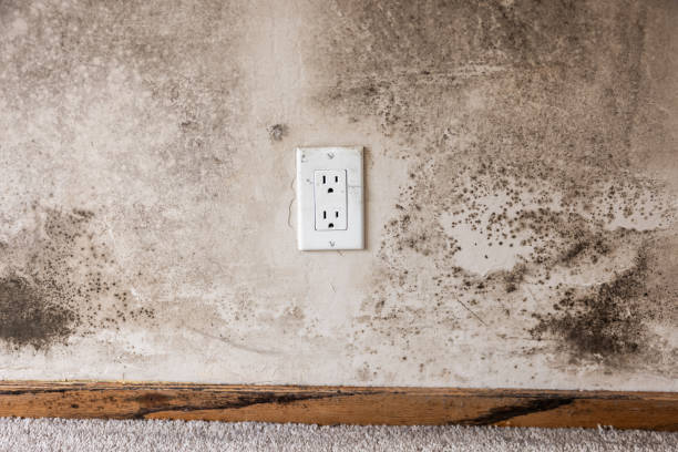 Asbestos and Lead Testing During Mold Inspection in Sunbury, PA