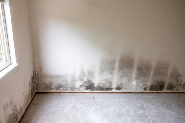 Best Asbestos and Lead Testing During Mold Inspection  in Sunbury, PA