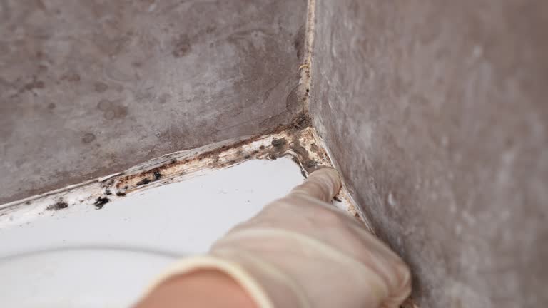  Sunbury, PA Mold Removal Pros